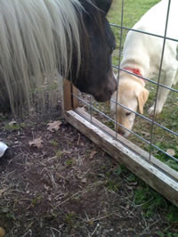 horse and dog together