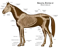 horse skeleton