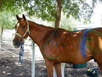 painted horse